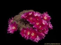 Sulcorebutia steinbachii v. steinbachii HS107 2115